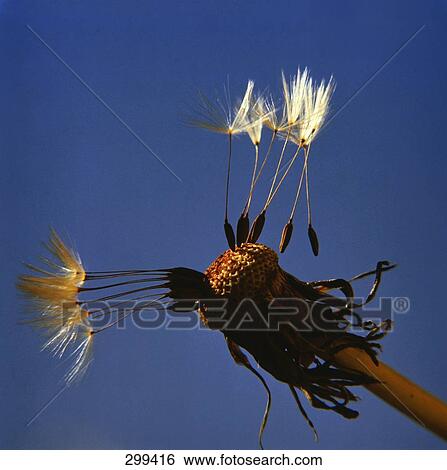 Close-up of Dandelion seed head View Large Photo Image Stock Photograph - Close-up of Dandelion seed head . Fotosearch