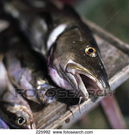 Close-up of dead fish View Large Photo Image Stock Image - Close-up of dead fish . Fotosearch