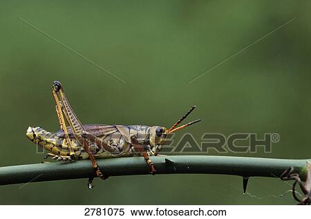 Close-up of Eastern Lubber Grasshopper (Romalea guttata) on twig, Fakahatchee Strand State Preserve, Florida, USA View Large Photo Image Stock Photography - Close-up of Eastern Lubber Grasshopper (Romalea guttata) on twig, Fakahatchee Strand State Preserve, Florida, USA . Fotosearch