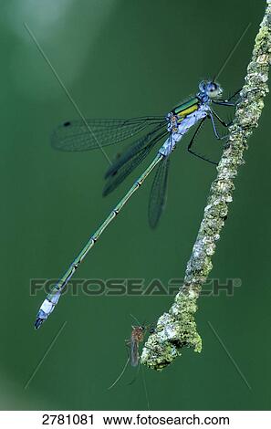 Close-up of Emerald Damselfly (Lestes sponsa) on twig, Schleswig-Holstein, Germany View Large Photo Image Stock Image - Close-up of Emerald Damselfly (Lestes sponsa) on twig, Schleswig-Holstein, Germany . Fotosearch
