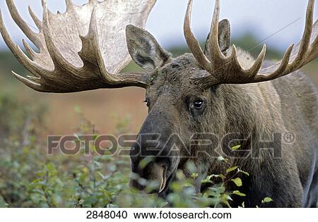 Stock Image - Close-up of European elk (Alces alces) eating leaves from plant, Denali National Park, Alaska, USA . Fotosearch