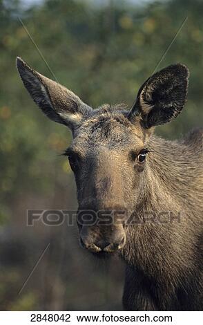 Close-up of European elk (Alces alces) in forest, Skaraborgs Laen, Sweden View Large Photo Image Stock Image - Close-up of European elk (Alces alces) in forest, Skaraborgs Laen, Sweden . Fotosearch