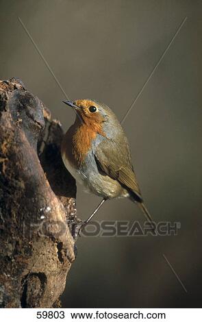 Close-up of European Robin (Erithacus rubecula) perching on tree stump View Large Photo Image Stock Image - Close-up of European Robin (Erithacus rubecula) perching on tree stump . Fotosearch