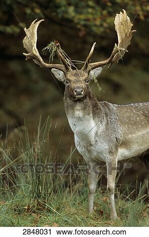 Close-up of Fallow deer (Dama dama) standing in forest, Sjaelland, Denmark View Large Photo Image Stock Image - Close-up of Fallow deer (Dama dama) standing in forest, Sjaelland, Denmark . Fotosearch