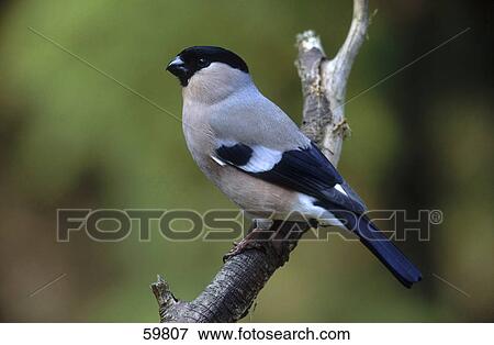 Close-up of female Bullfinch (Pyrrhula pyrrhula) perching on branch View Large Photo Image Stock Photo - Close-up of female Bullfinch (Pyrrhula pyrrhula) perching on branch . Fotosearch