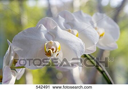 Close-up of flower View Large Photo Image Stock Image - Close-up of flower . Fotosearch