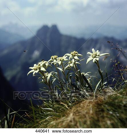 Close-up of flowers blooming on hill, Allgaeu, Bavaria, Germany View Large Photo Image Stock Image - Close-up of flowers blooming on hill, Allgaeu, Bavaria, Germany . Fotosearch