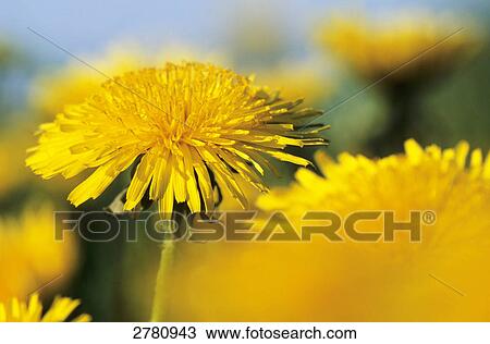 Stock Image - Close-up of flowers blooming, Schleswig-Holstein, Germany . Fotosearch