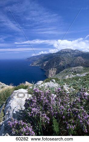 Close-up of flowers in bloom on the coast, Balearic Islands, Spain View Large Photo Image Stock Image - Close-up of flowers in bloom on the coast, Balearic Islands, Spain . Fotosearch