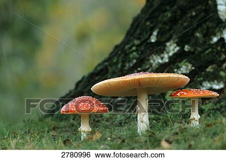 Close-up of Fly Agaric (Amanita Muscaria) mushrooms growing in field, Schleswig-Holstein, Germany View Large Photo Image Stock Photograph - Close-up of Fly Agaric (Amanita Muscaria) mushrooms growing in field, Schleswig-Holstein, Germany . Fotosearch