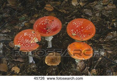 Close-up of Fly Amanita (Amanita muscaria) toadstools growing in field, Spessart, Germany  View Large Photo Image Stock Photograph - Close-up of Fly Amanita (Amanita muscaria) toadstools growing in field, Spessart, Germany . Fotosearch