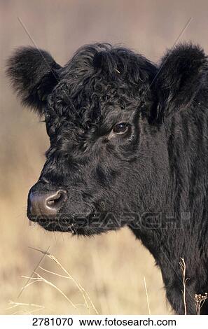 Close-up of Galloway cow's face, Schleswig-Holstein, Germany View Large Photo Image Stock Image - Close-up of Galloway cow's face, Schleswig-Holstein, Germany . Fotosearch