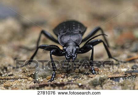 Close-up of Garden Ground Beetle (Carabus hortensis), Schleswig-Holstein, Germany View Large Photo Image Stock Photograph - Close-up of Garden Ground Beetle (Carabus hortensis), Schleswig-Holstein, Germany . Fotosearch