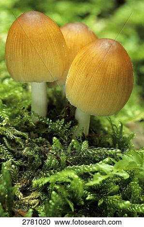 Close-up of Glistening-ink Cap (Coprinus micaceus) mushrooms growing in field, Schleswig-Holstein, Germany View Large Photo Image Stock Image - Close-up of Glistening-ink Cap (Coprinus micaceus) mushrooms growing in field, Schleswig-Holstein, Germany . Fotosearch