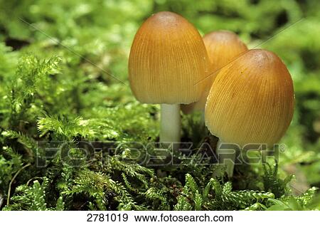 Close-up of Glistening-ink Cap (Coprinus micaceus) mushrooms growing in field, Schleswig-Holstein, Germany View Large Photo Image Stock Photo - Close-up of Glistening-ink Cap (Coprinus micaceus) mushrooms growing in field, Schleswig-Holstein, Germany . Fotosearch