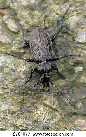 Stock Photo - Close-up of Granulated Carabid (Carabus granulatus), Schleswig-Holstein, Germany . Fotosearch