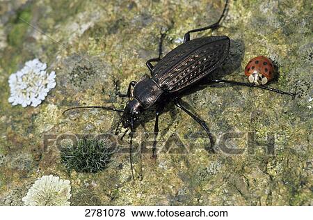 Stock Photo - Close-up of Granulated Carabid (Carabus granulatus) and Asian Lady Beetle (Harmonia axyridis), Schleswig-Holstein, Germany . Fotosearch