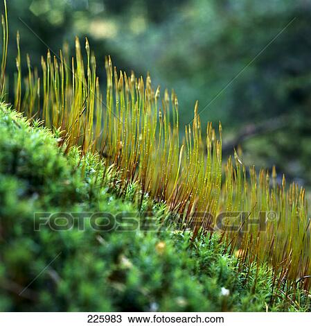 Close-up of grass View Large Photo Image Stock Image - Close-up of grass . Fotosearch