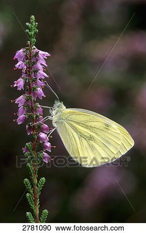 Close-up of Green-veined White (Pieris napi) butterfly pollinating Common Heather (Calluna vulgaris) flower, Schleswig-Holstein, Germany View Large Photo Image Stock Image - Close-up of Green-veined White (Pieris napi) butterfly pollinating Common Heather (Calluna vulgaris) flower, Schleswig-Holstein, Germany . Fotosearch