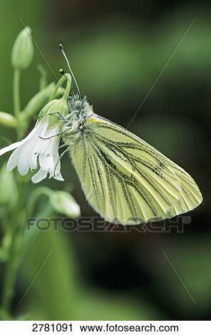 Close-up of Green-veined White (Pieris napi) butterfly pollinating Greater Stitchwort (Stellaria holostea) flower, Schleswig-Holstein, Germany View Large Photo Image Stock Image - Close-up of Green-veined White (Pieris napi) butterfly pollinating Greater Stitchwort (Stellaria holostea) flower, Schleswig-Holstein, Germany . Fotosearch