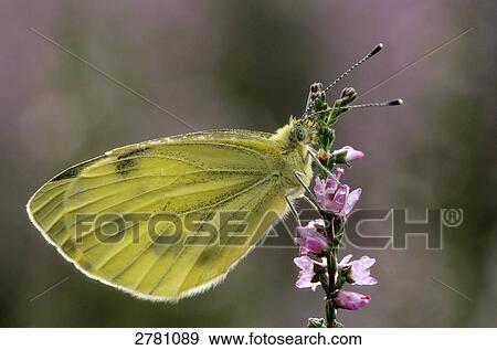 Close-up of Green-veined White (Pieris napi) butterfly pollinating Common Heather (Calluna vulgaris) flower, Schleswig-Holstein, Germany View Large Photo Image Stock Photo - Close-up of Green-veined White (Pieris napi) butterfly pollinating Common Heather (Calluna vulgaris) flower, Schleswig-Holstein, Germany . Fotosearch