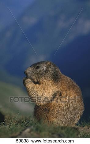 Stock Photo - Close-up of Groundhog (Marmota monax) sitting on mountain . Fotosearch
