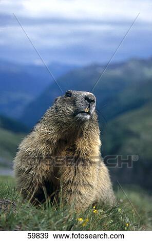 Close-up of Groundhog (Marmota monax) sitting on mountain View Large Photo Image Stock Photo - Close-up of Groundhog (Marmota monax) sitting on mountain . Fotosearch