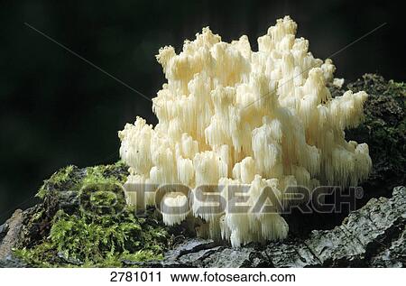Close-up of Hericium coralloides in forest, Mecklenburg-Western Pomerania, Germany View Large Photo Image Stock Image - Close-up of Hericium coralloides in forest, Mecklenburg-Western Pomerania, Germany . Fotosearch