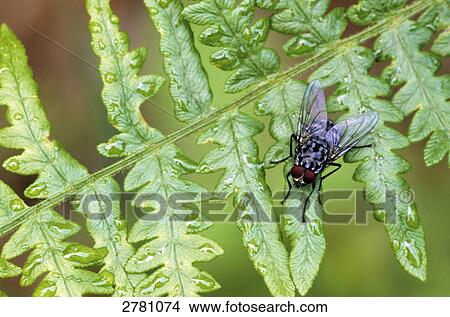 Close-up of house fly on leaf, Schleswig-Holstein, Germany View Large Photo Image Picture - Close-up of house fly on leaf, Schleswig-Holstein, Germany . Fotosearch