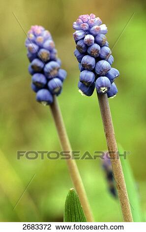 Close-up of Hyacinth flowers, Sweden View Large Photo Image Stock Image - Close-up of Hyacinth flowers, Sweden . Fotosearch