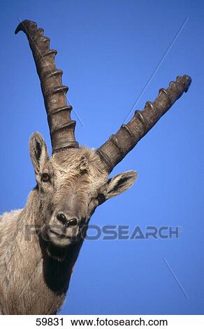 Close-up of Ibex View Large Photo Image Stock Image - Close-up of Ibex . Fotosearch