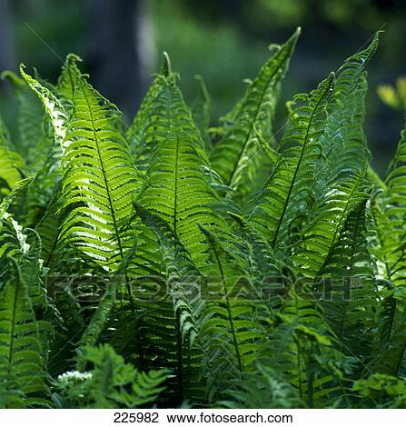 Close-up of leaves View Large Photo Image Stock Image - Close-up of leaves . Fotosearch