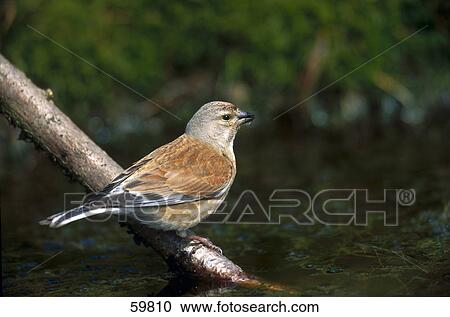 Close-up of Linnet (Carduelis cannabina) bird perching on beneath branch in brook View Large Photo Image Stock Image - Close-up of Linnet (Carduelis cannabina) bird perching on beneath branch in brook . Fotosearch