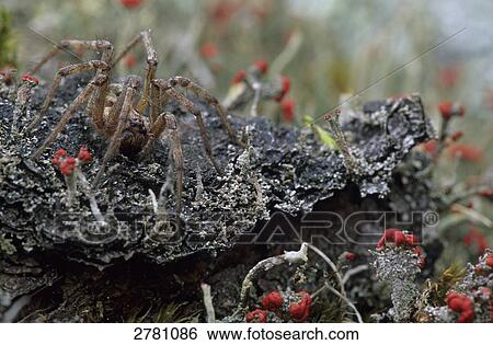 Stock Photograph - Close-up of Matchstick Lichen and Agelena labyrinthica spider, Jutland, Denmark . Fotosearch