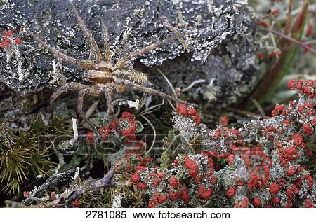 Close-up of Matchstick Lichen and Agelena labyrinthica spider, Jutland, Denmark View Large Photo Image Stock Photography - Close-up of Matchstick Lichen and Agelena labyrinthica spider, Jutland, Denmark . Fotosearch