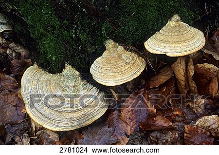 Close-up of Maze Gill (Daedalea quercina) mushrooms growing in forest, Schleswig-Holstein, Germany View Large Photo Image Picture - Close-up of Maze Gill (Daedalea quercina) mushrooms growing in forest, Schleswig-Holstein, Germany . Fotosearch