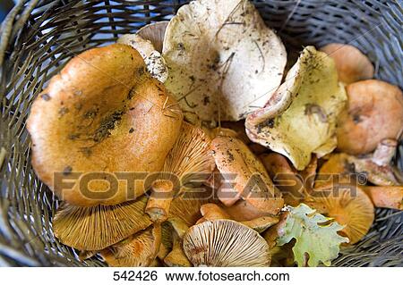 Close-up of mushrooms in basket View Large Photo Image Stock Photograph - Close-up of mushrooms in basket . Fotosearch