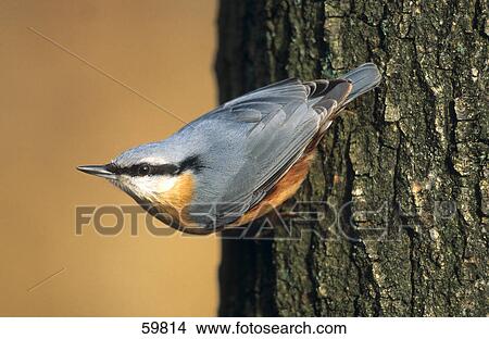 Close-up of Nuthatch bird perching on tree trunk View Large Photo Image Picture - Close-up of Nuthatch bird perching on tree trunk . Fotosearch