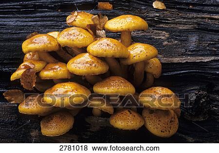 Stock Photo - Close-up of Pholiota adiposa mushrooms growing on tree, Denmark . Fotosearch