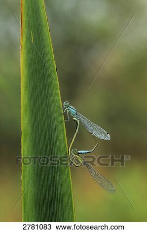 Close-up of Pitch Dragonfly (Ischnura elegans) on leaf, Schleswig-Holstein, Germany View Large Photo Image Stock Image - Close-up of Pitch Dragonfly (Ischnura elegans) on leaf, Schleswig-Holstein, Germany . Fotosearch