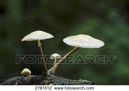 Close-up of Porcelain Fungus (Oudemansiella mucida) growing in forest, Schleswig-Holstein, Germany View Large Photo Image Stock Image - Close-up of Porcelain Fungus (Oudemansiella mucida) growing in forest, Schleswig-Holstein, Germany . Fotosearch
