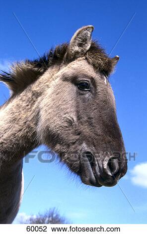 Close-up of Przewalski's horse (Equus caballus przewalskii) View Large Photo Image Stock Image - Close-up of Przewalski's horse (Equus caballus przewalskii) . Fotosearch