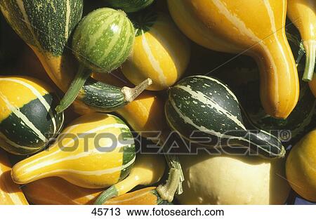 Close-up of pumpkins, Germany, Europe View Large Photo Image Stock Image - Close-up of pumpkins, Germany, Europe . Fotosearch