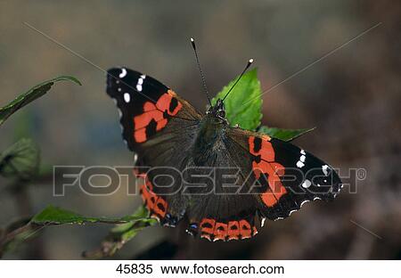 Close-up of Red Admiral (Vanessa atalanta) butterfly on leaf, Canary Islands, Spain View Large Photo Image Stock Photography - Close-up of Red Admiral (Vanessa atalanta) butterfly on leaf, Canary Islands, Spain . Fotosearch