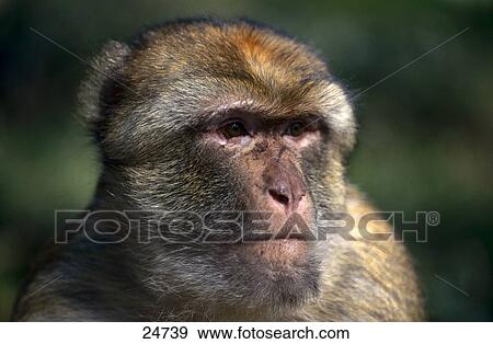 Close-up of Rhesus Macaque (Macaca mulatta) monkey View Large Photo Image Stock Photo - Close-up of Rhesus Macaque (Macaca mulatta) monkey . Fotosearch
