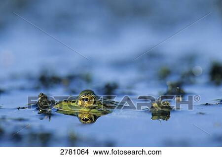 Picture - Close-up of Roesel's green frog (Rana esculenta) in water, Schleswig-Holstein, Germany . Fotosearch