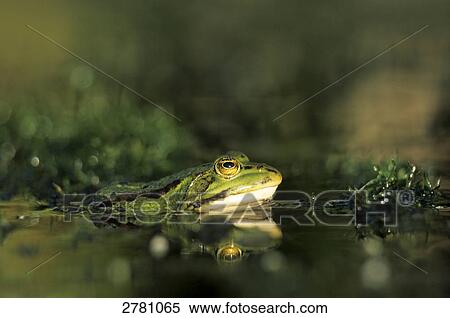 Close-up of Roesel's green frog (Rana esculenta) in water, Schleswig-Holstein, Germany View Large Photo Image Stock Photography - Close-up of Roesel's green frog (Rana esculenta) in water, Schleswig-Holstein, Germany . Fotosearch