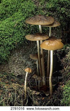 Stock Photograph - Close-up of Rooting Shank (Oudemansiella radicata) mushrooms growing in forest, Schleswig-Holstein, Germany . Fotosearch
