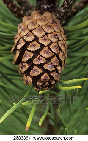 Close-up of Scotch Pine, Jutland, Denmark View Large Photo Image Stock Photo - Close-up of Scotch Pine, Jutland, Denmark . Fotosearch