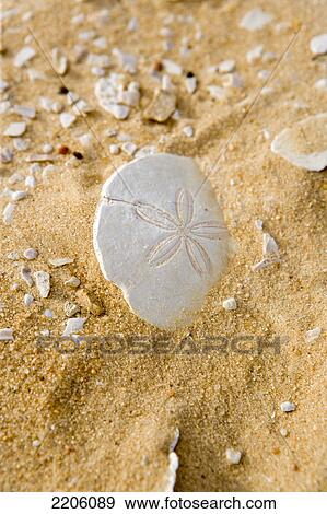 Close-up of sea shells on sand, Siwa, Egypt, Africa View Large Photo Image Stock Photo - Close-up of sea shells on sand, Siwa, Egypt, Africa . Fotosearch